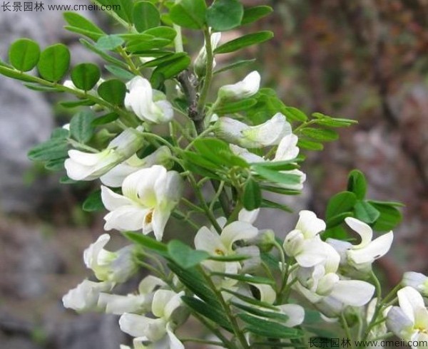 苦刺種子發芽出苗開花圖片