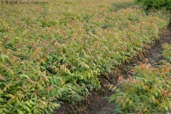 北欒種子發芽出苗圖片