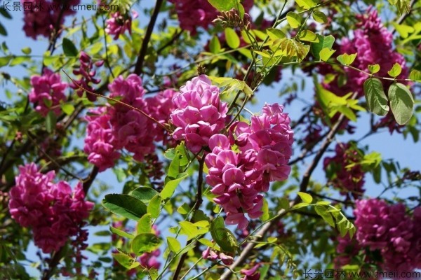 香花槐種子發芽出苗圖片