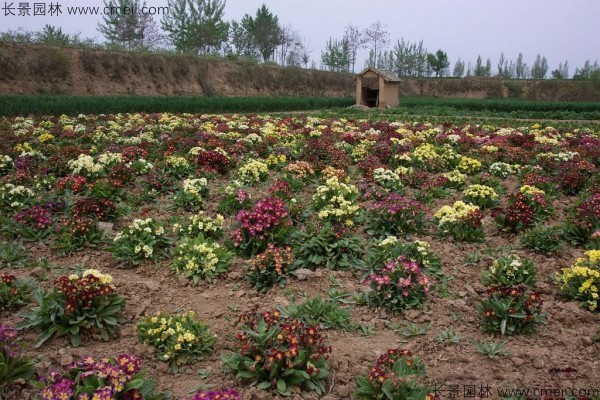 報(bào)春花種子發(fā)芽出苗開(kāi)花圖片