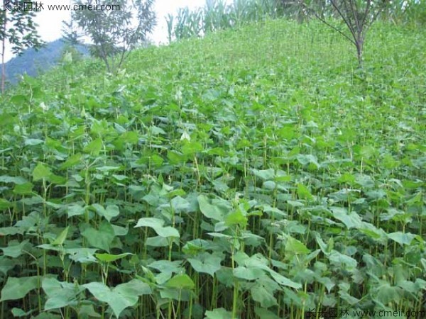 蕎麥種子發芽出苗圖片