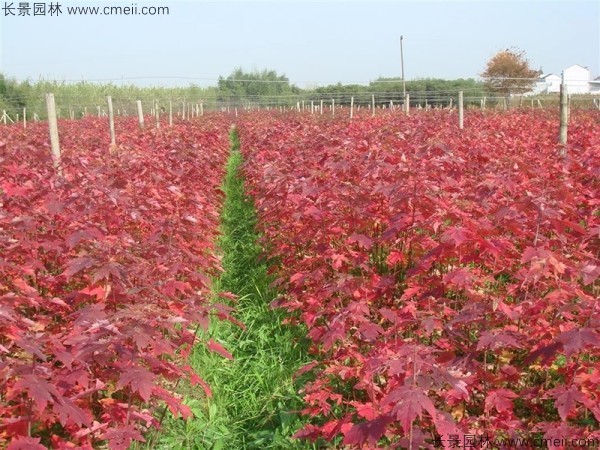 紅楓種子發(fā)芽出苗圖片