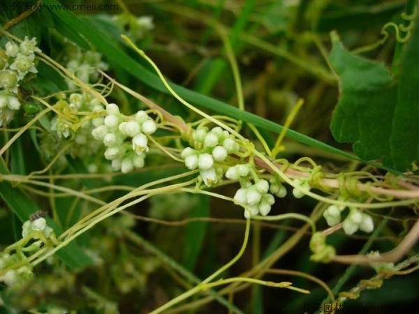 無根草種子發芽出苗圖片