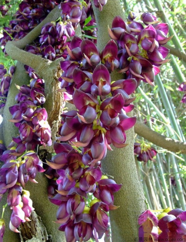 雞血藤種子發芽出苗開花圖片