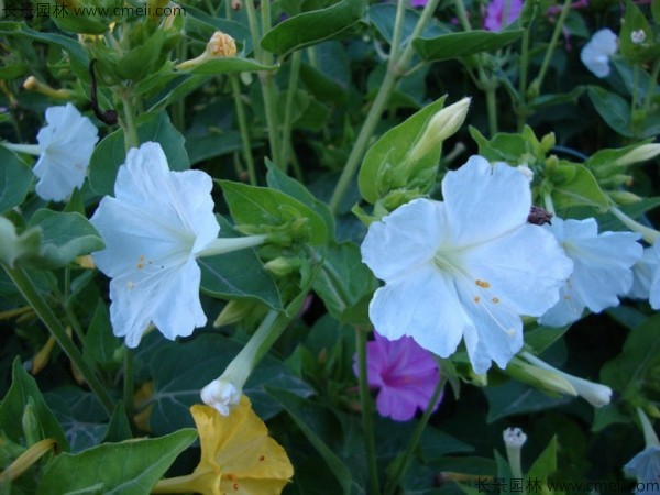 野茉莉種子發芽出苗開花圖片