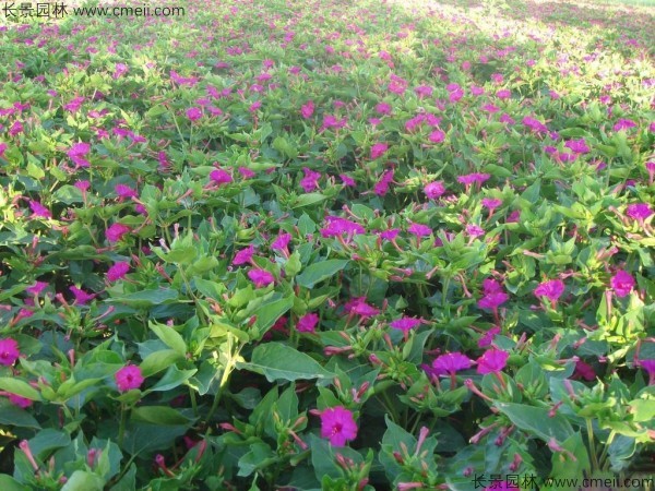 野茉莉種子發芽出苗開花圖片