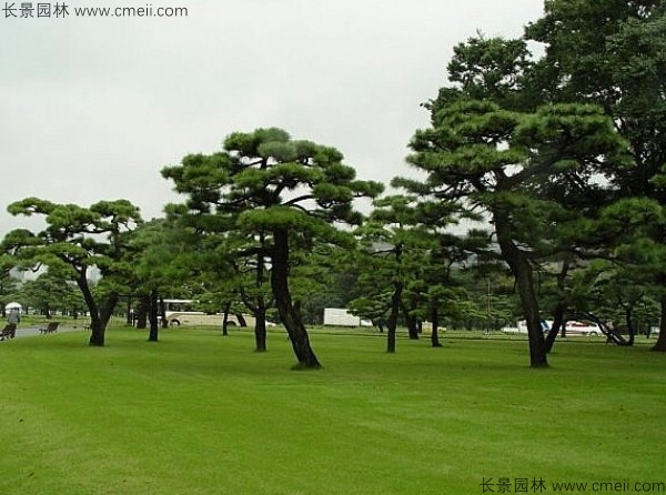 日本黑松種子發芽出苗圖片