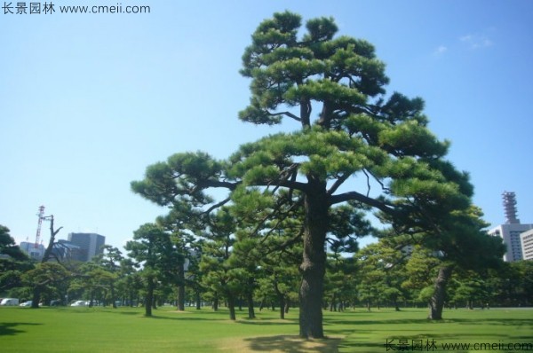 日本黑松種子發芽出苗圖片