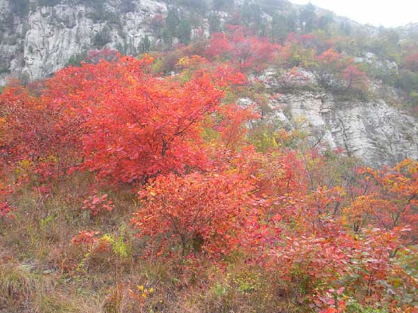 紅櫨種子發芽出苗圖片