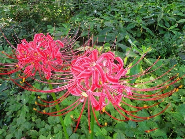 石蒜種子發芽出苗開花圖片