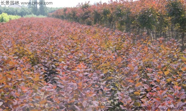 紅櫨種子發芽出苗圖片