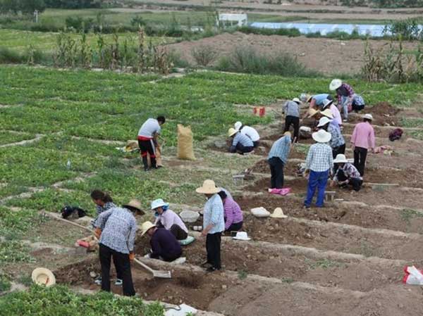 半夏種子發芽出苗采收圖片