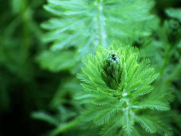 金魚藻種子發芽出苗圖片