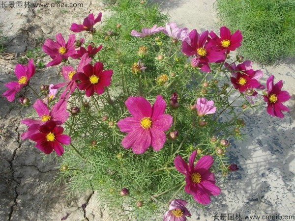 格桑花種子發(fā)芽出苗開花圖片