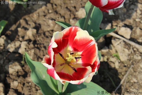 郁金香開花圖片