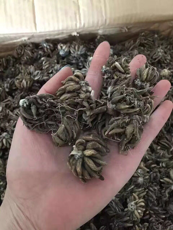 花毛茛種球種苗種根圖片