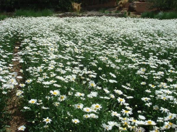 西洋濱菊種子發芽出苗開花圖片