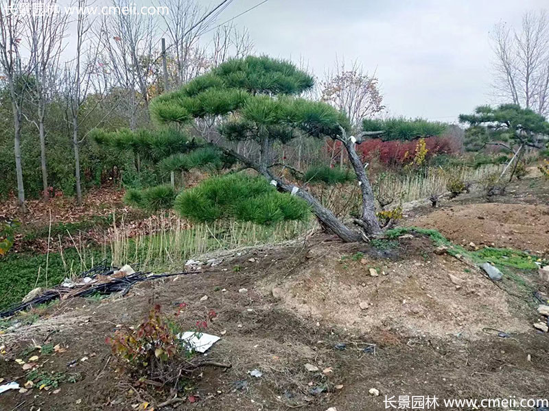 景觀樹造型黑松大型地景