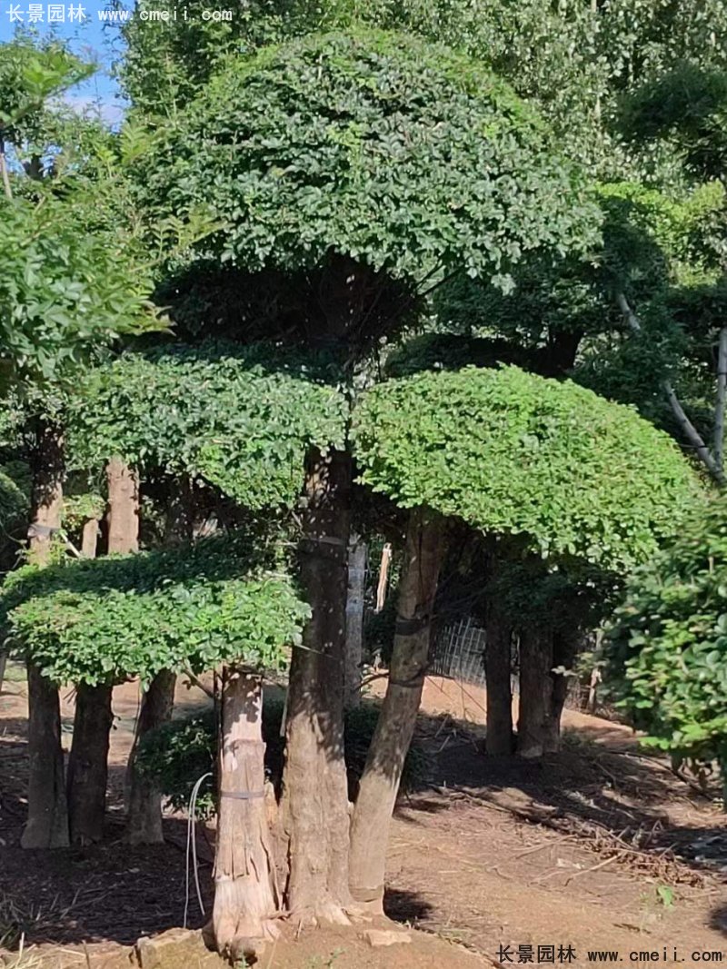 對節白蠟造型盆景地景