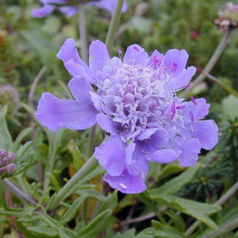 輪峰菊的形態特征、生長習性及種植方法