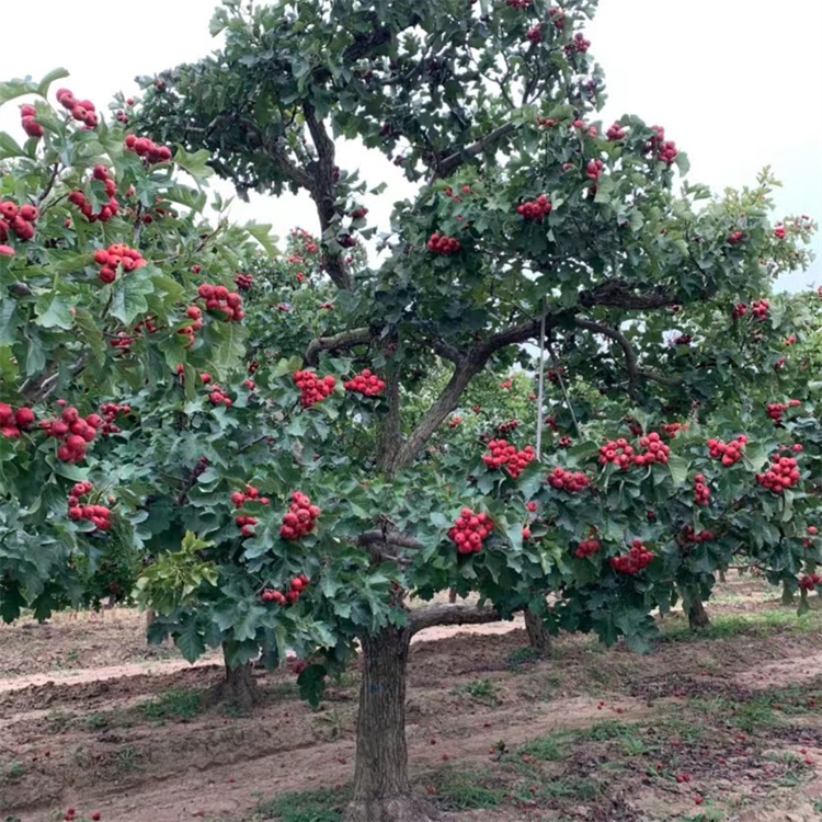 山楂樹秋天紅果結果的樣子